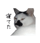ふみふくのゆるいスタンプ（個別スタンプ：17）