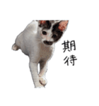 ふみふくのゆるいスタンプ（個別スタンプ：18）
