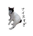 ふみふくのゆるいスタンプ（個別スタンプ：20）