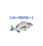 チヌ釣り師専用スタンプ関西弁（個別スタンプ：3）