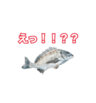 チヌ釣り師専用スタンプ関西弁（個別スタンプ：4）