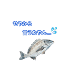 チヌ釣り師専用スタンプ関西弁（個別スタンプ：5）