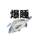 チヌ釣り師専用スタンプ関西弁（個別スタンプ：11）