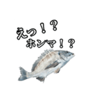 チヌ釣り師専用スタンプ関西弁（個別スタンプ：17）