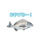 チヌ釣り師専用スタンプ関西弁（個別スタンプ：24）