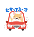 柴犬のSHIBATTA（個別スタンプ：11）