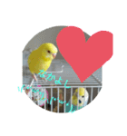 可愛い！インコちゃん（個別スタンプ：2）