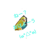 可愛い！インコちゃん（個別スタンプ：5）