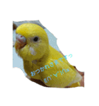 可愛い！インコちゃん（個別スタンプ：7）