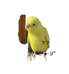 可愛い！インコちゃん（個別スタンプ：8）