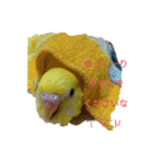 可愛い！インコちゃん（個別スタンプ：9）