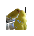 可愛い！インコちゃん（個別スタンプ：10）