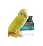 可愛い！インコちゃん（個別スタンプ：12）