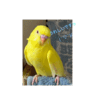 可愛い！インコちゃん（個別スタンプ：13）