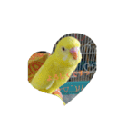 可愛い！インコちゃん（個別スタンプ：15）