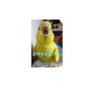 可愛い！インコちゃん（個別スタンプ：16）