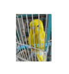 可愛い！インコちゃん（個別スタンプ：17）