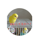 可愛い！インコちゃん（個別スタンプ：18）