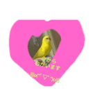 可愛い！インコちゃん（個別スタンプ：19）