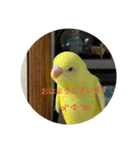 可愛い！インコちゃん（個別スタンプ：20）