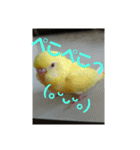 可愛い！インコちゃん（個別スタンプ：21）