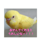 可愛い！インコちゃん（個別スタンプ：23）