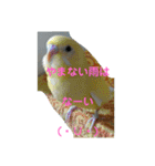 可愛い！インコちゃん（個別スタンプ：24）