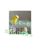 可愛い！インコちゃん（個別スタンプ：25）