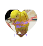 可愛い！インコちゃん（個別スタンプ：26）