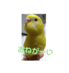 可愛い！インコちゃん（個別スタンプ：28）
