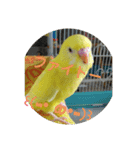 可愛い！インコちゃん（個別スタンプ：30）