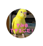 可愛い！インコちゃん（個別スタンプ：31）