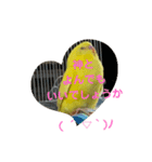 可愛い！インコちゃん（個別スタンプ：33）