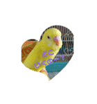 可愛い！インコちゃん（個別スタンプ：34）