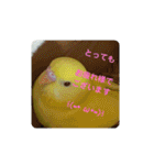 可愛い！インコちゃん（個別スタンプ：36）