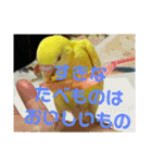 可愛い！インコちゃん（個別スタンプ：37）