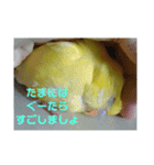 可愛い！インコちゃん（個別スタンプ：38）