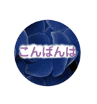 natural  color（個別スタンプ：6）