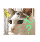 斉木家のねこ達2（個別スタンプ：3）