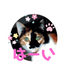 斉木家のねこ達2（個別スタンプ：4）