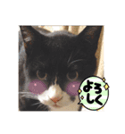 斉木家のねこ達2（個別スタンプ：7）