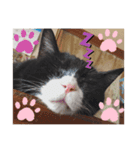 斉木家のねこ達2（個別スタンプ：8）