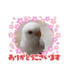 しらたまちゃん＼(^o^)／（個別スタンプ：1）