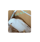 しらたまちゃん＼(^o^)／（個別スタンプ：2）