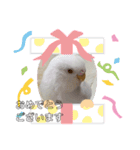 しらたまちゃん＼(^o^)／（個別スタンプ：3）