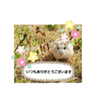 敬語だけではないハムスタースタンプ（個別スタンプ：3）