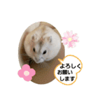 敬語だけではないハムスタースタンプ（個別スタンプ：6）