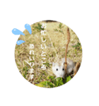 敬語だけではないハムスタースタンプ（個別スタンプ：7）
