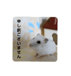 敬語だけではないハムスタースタンプ（個別スタンプ：8）