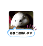 敬語だけではないハムスタースタンプ（個別スタンプ：12）